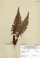 藏品(尖葉耳蕨)的圖片